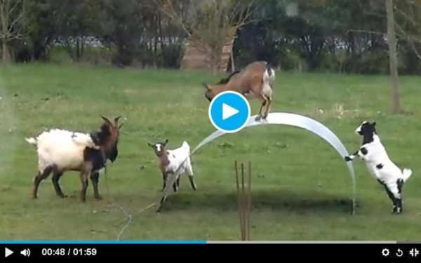 Funny Eid ul Azha Vedios screenshot 1