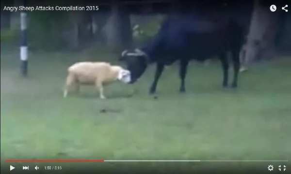 Funny Eid ul Azha Vedios screenshot 2