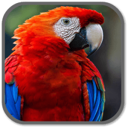 Parrot Sounds иконка