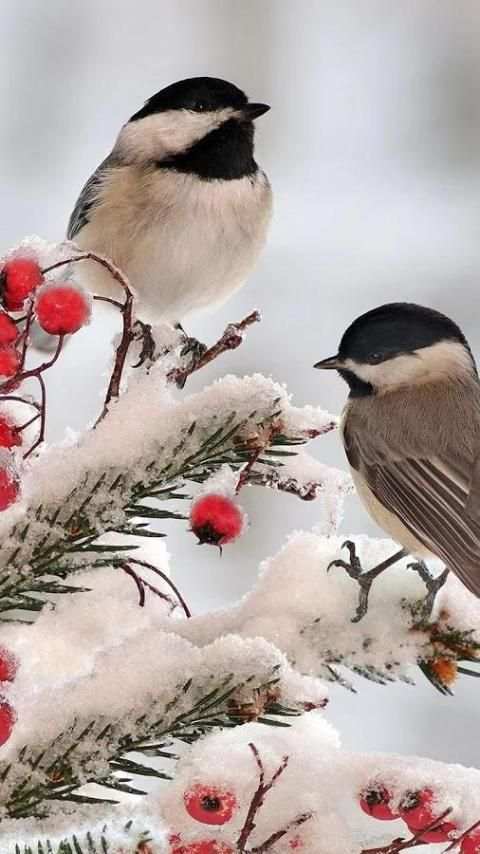 Birds LiveWallpapers स्क्रीनशॉट 3