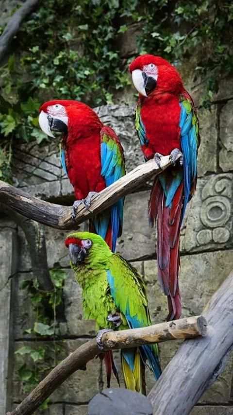 Birds LiveWallpapers स्क्रीनशॉट 4