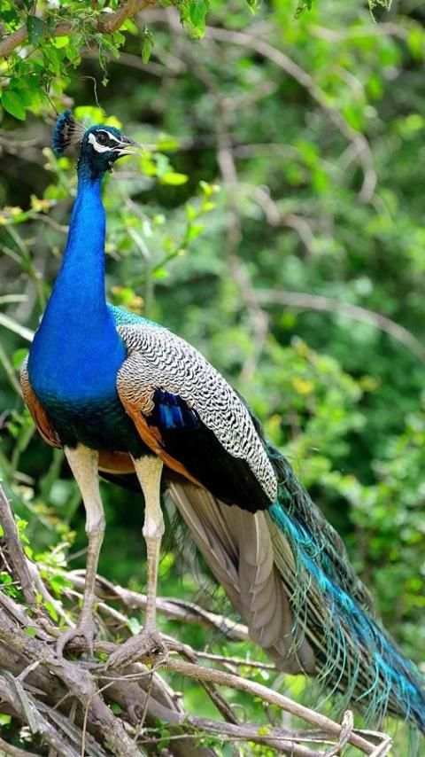 Birds LiveWallpapers स्क्रीनशॉट 5