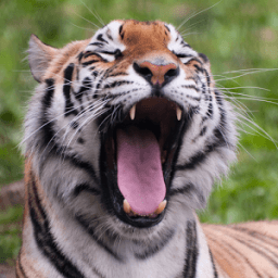 ikon Animals Yawning 2 FREE