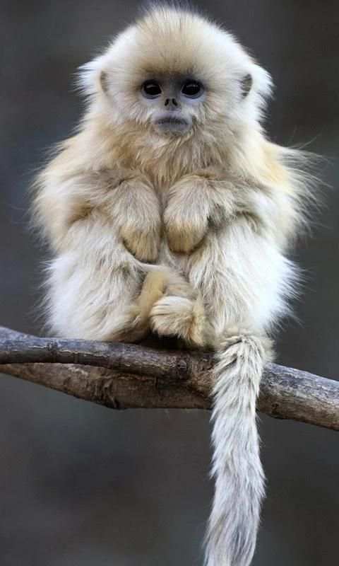 monkey live wallpaper screenshot 4