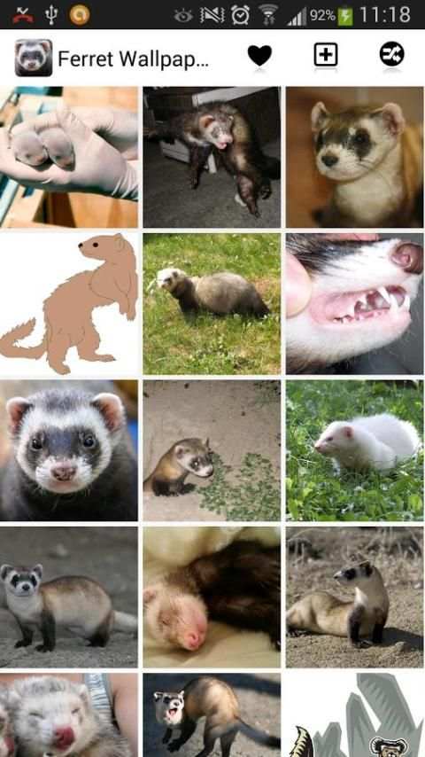 Ferret Wallpapers screenshot 4