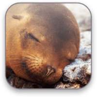 Seal Free Video Wallpaper on 9Apps