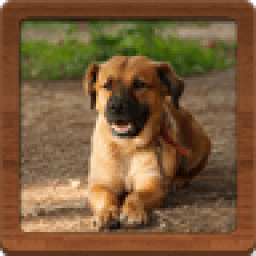 Dog Jigsaw Puzzles أيقونة