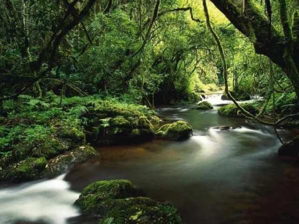 Jungle HD Wallpaper स्क्रीनशॉट 3