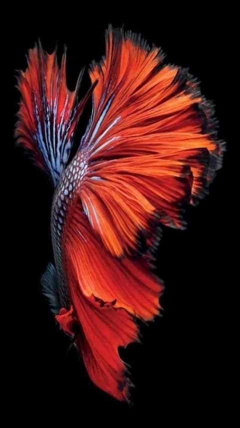 Nice wallpapers : iOS 9 theme скриншот 6