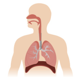Respiratory System أيقونة