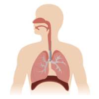 Respiratory System on 9Apps