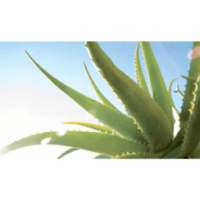 For-ever Aloe Vera Vadodara on 9Apps