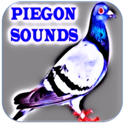 Pigeon Sounds icon