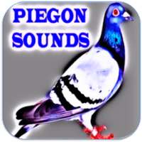 Pigeon Sounds on 9Apps
