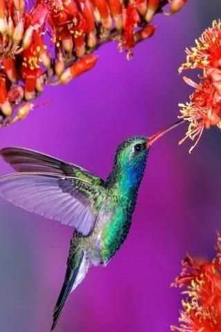 Singing Birds Live Wallapaper screenshot 3