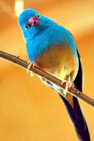 Singing Birds Live Wallapaper screenshot 4