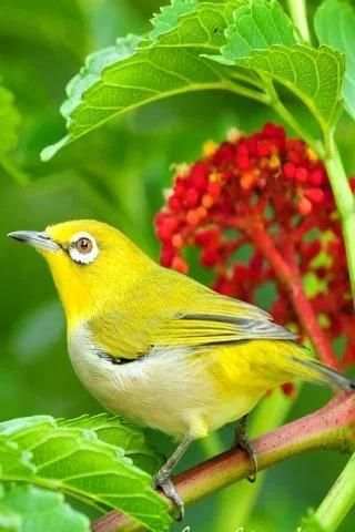 Singing Birds Live Wallapaper screenshot 2