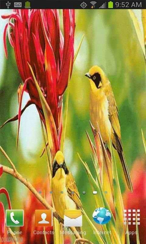Yellow Birds Live Wallpaper screenshot 3