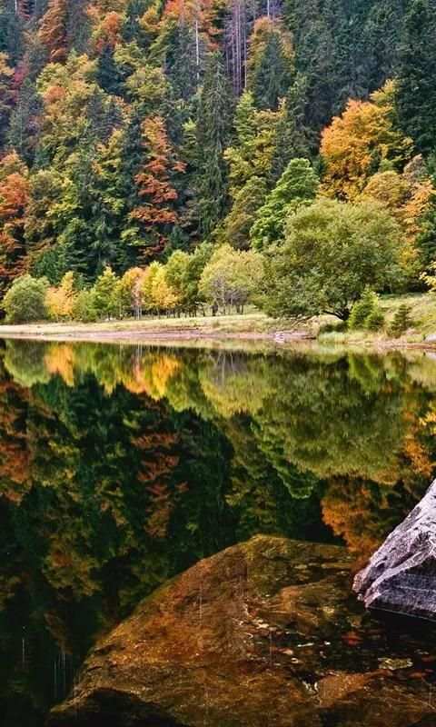 autumn live wallpaper скриншот 4