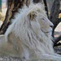 Animals : Lion on 9Apps