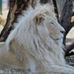 Animals : Lion 23.0