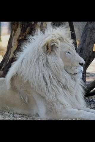 Animals : Lion screenshot 2