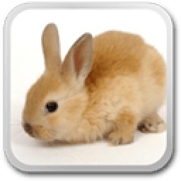 Bunny opener live wallpaper icon