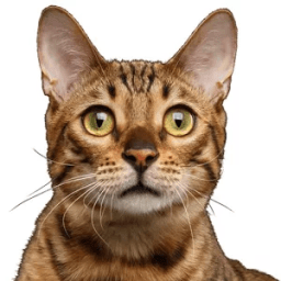 Cat Sounds &amp; Cat Meows иконка