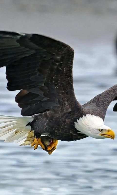 moving bird wallpaper screenshot 4