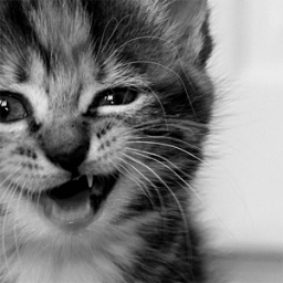 Little Cat आइकन