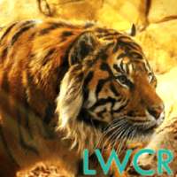 harimau live wallpaper