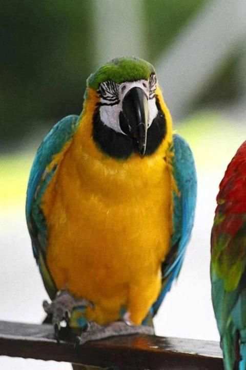 Birds Wallpaper स्क्रीनशॉट 18