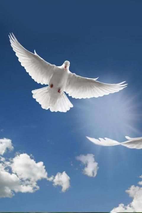 Birds Wallpaper स्क्रीनशॉट 2