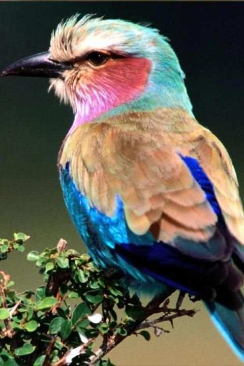 Birds Wallpaper स्क्रीनशॉट 10