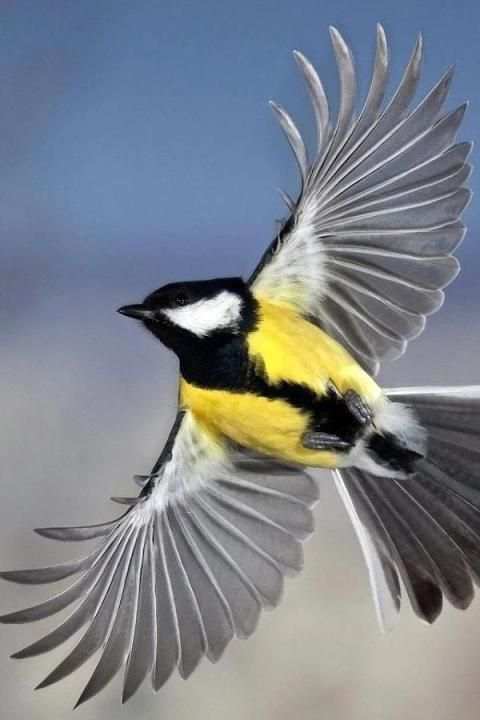 Birds Wallpaper स्क्रीनशॉट 9