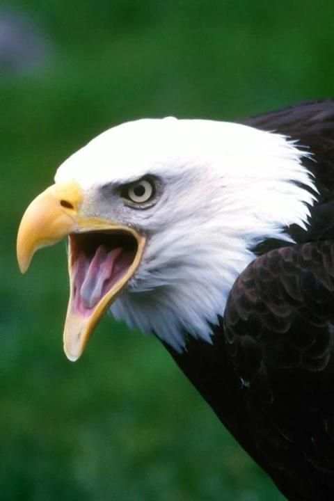 Birds Wallpaper स्क्रीनशॉट 1