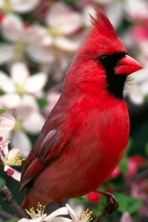 Birds Wallpaper स्क्रीनशॉट 17