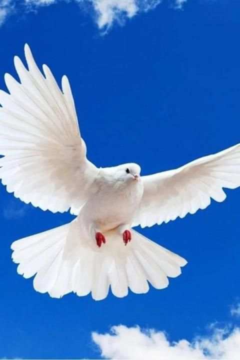Birds Wallpaper स्क्रीनशॉट 15