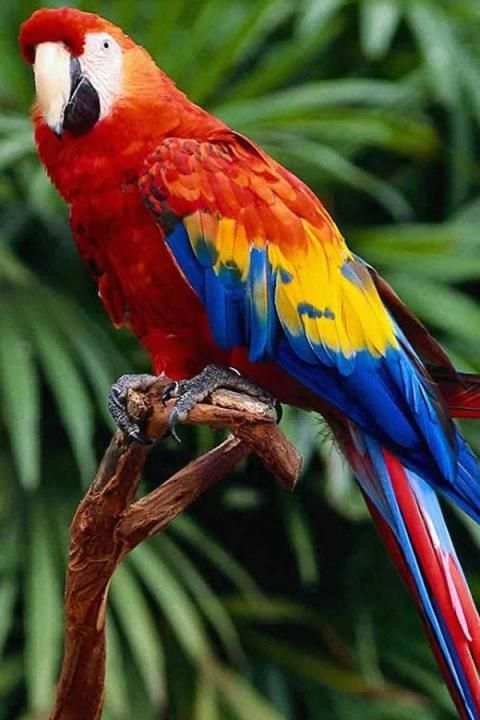 Birds Wallpaper स्क्रीनशॉट 8