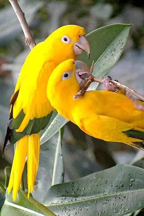 Birds Wallpaper स्क्रीनशॉट 16