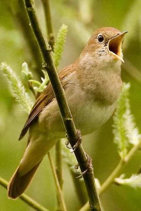 Birds Wallpaper स्क्रीनशॉट 7