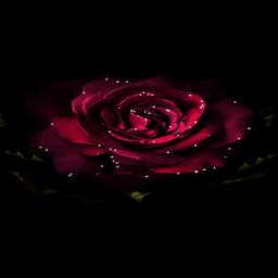 Light Rose Blooming LWP
