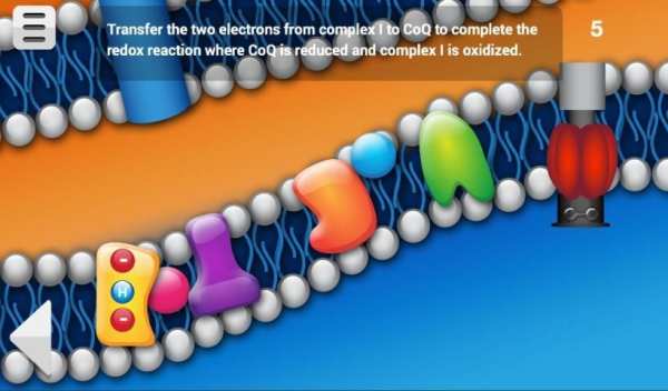 Biology Cellular Respiration L screenshot 9