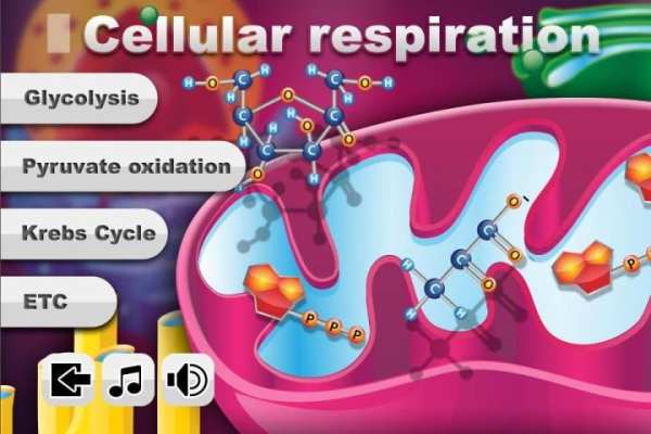 Biology Cellular Respiration L screenshot 1