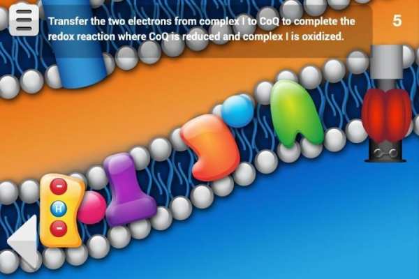 Biology Cellular Respiration L screenshot 4