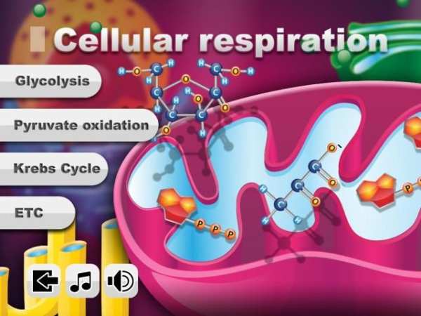 Biology Cellular Respiration L screenshot 11