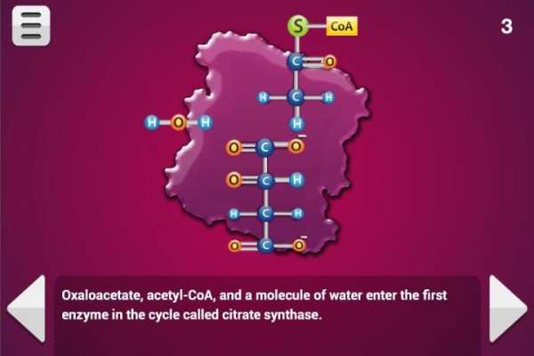 Biology Cellular Respiration L screenshot 3