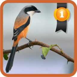 Kicau Cendet आइकन