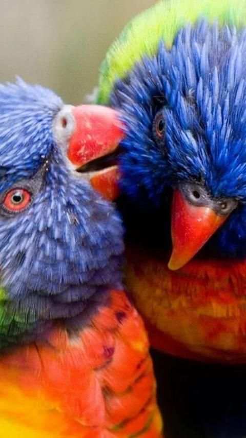 Beautiful Birds Wallpapers3 HD स्क्रीनशॉट 16