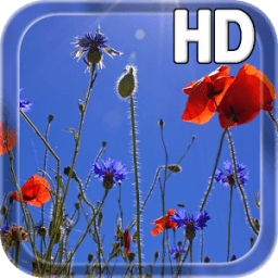 Poppies flowers LWP أيقونة